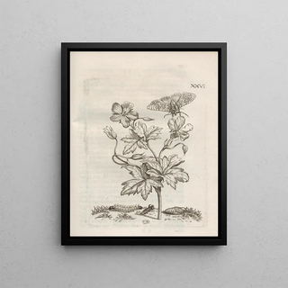 Maria Sibylla Merian - Der Raupen wunderbare Verwandelung und sonderbare BlumenNahrung Pl077.webp