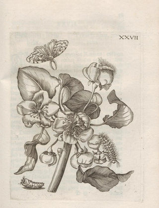 Maria Sibylla Merian - Der Raupen wunderbare Verwandelung und sonderbare BlumenNahrung Pl078.webp