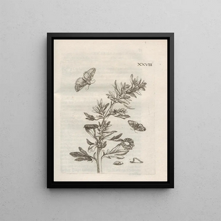 Maria Sibylla Merian - Der Raupen wunderbare Verwandelung und sonderbare BlumenNahrung Pl079.webp