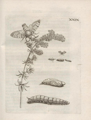 Maria Sibylla Merian - Der Raupen wunderbare Verwandelung und sonderbare BlumenNahrung Pl080.webp