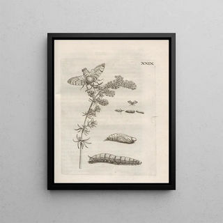Maria Sibylla Merian - Der Raupen wunderbare Verwandelung und sonderbare BlumenNahrung Pl080.webp