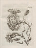 The Miraculous Transformation of Caterpillars and the Strange Food of Flowers Pl082 - Maria Sibylla Merian — artwork view