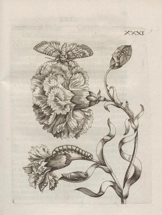 Maria Sibylla Merian - Der Raupen wunderbare Verwandelung und sonderbare BlumenNahrung Pl082.webp