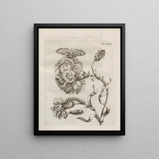 Maria Sibylla Merian - Der Raupen wunderbare Verwandelung und sonderbare BlumenNahrung Pl082.webp