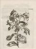 The Miraculous Transformation of Caterpillars and the Strange Food of Flowers Pl083 - Maria Sibylla Merian — artwork view