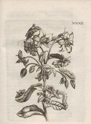 Maria Sibylla Merian - Der Raupen wunderbare Verwandelung und sonderbare BlumenNahrung Pl083.webp
