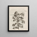 The Miraculous Transformation of Caterpillars and the Strange Food of Flowers Pl083 - Maria Sibylla Merian — framed artwork on a wall
