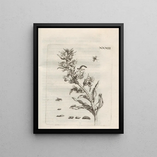 Maria Sibylla Merian - Der Raupen wunderbare Verwandelung und sonderbare BlumenNahrung Pl084.webp
