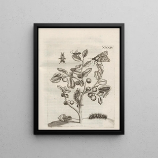 Maria Sibylla Merian - Der Raupen wunderbare Verwandelung und sonderbare BlumenNahrung Pl085.webp