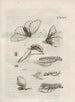 The Miraculous Transformation of Caterpillars and the Strange Food of Flowers Pl086 - Maria Sibylla Merian — artwork view