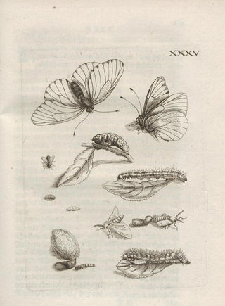 Maria Sibylla Merian - Der Raupen wunderbare Verwandelung und sonderbare BlumenNahrung Pl086.webp