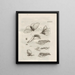The Miraculous Transformation of Caterpillars and the Strange Food of Flowers Pl086 - Maria Sibylla Merian — framed artwork on a wall