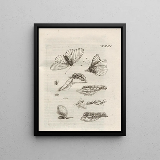 Maria Sibylla Merian - Der Raupen wunderbare Verwandelung und sonderbare BlumenNahrung Pl086.webp