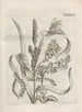The Miraculous Transformation of Caterpillars and the Strange Food of Flowers Pl087 - Maria Sibylla Merian — artwork view