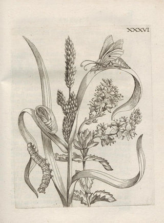 Maria Sibylla Merian - Der Raupen wunderbare Verwandelung und sonderbare BlumenNahrung Pl087.webp