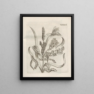 Maria Sibylla Merian - Der Raupen wunderbare Verwandelung und sonderbare BlumenNahrung Pl087.webp
