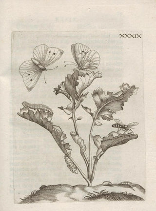 Maria Sibylla Merian - Der Raupen wunderbare Verwandelung und sonderbare BlumenNahrung Pl090.webp