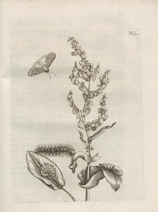 Maria Sibylla Merian - Der Raupen wunderbare Verwandelung und sonderbare BlumenNahrung Pl091.webp