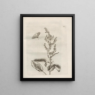 Maria Sibylla Merian - Der Raupen wunderbare Verwandelung und sonderbare BlumenNahrung Pl091.webp