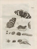 La transformation miraculeuse des chenilles et l'étrange nourriture des fleurs Pl092 - Maria Sibylla Merian — artwork view