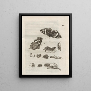 Maria Sibylla Merian - Der Raupen wunderbare Verwandelung und sonderbare BlumenNahrung Pl092.webp