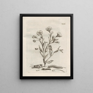 Maria Sibylla Merian - Der Raupen wunderbare Verwandelung und sonderbare BlumenNahrung Pl093.webp