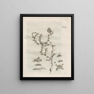 Maria Sibylla Merian - Der Raupen wunderbare Verwandelung und sonderbare BlumenNahrung Pl094.webp