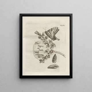 Maria Sibylla Merian - Der Raupen wunderbare Verwandelung und sonderbare BlumenNahrung Pl095.webp