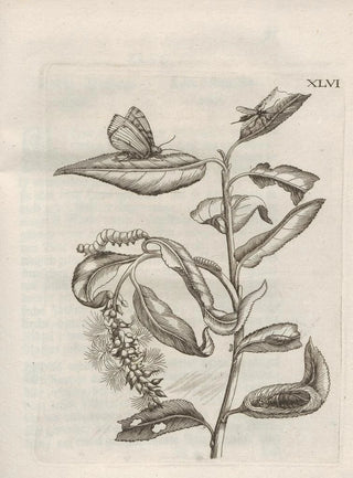 Maria Sibylla Merian - Der Raupen wunderbare Verwandelung und sonderbare BlumenNahrung Pl097.webp