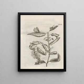 Maria Sibylla Merian - Der Raupen wunderbare Verwandelung und sonderbare BlumenNahrung Pl097.webp
