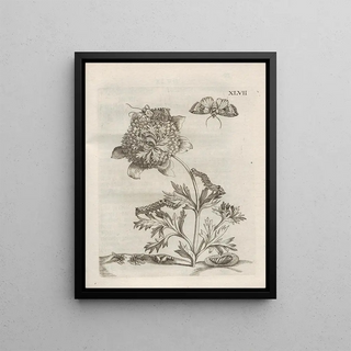 Maria Sibylla Merian - Der Raupen wunderbare Verwandelung und sonderbare BlumenNahrung Pl098.webp