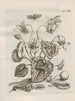 La transformation miraculeuse des chenilles et l'étrange nourriture des fleurs Pl099 - Maria Sibylla Merian — artwork view