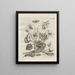 La transformation miraculeuse des chenilles et l'étrange nourriture des fleurs Pl099 - Maria Sibylla Merian — framed artwork on a wall