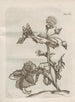 The Miraculous Transformation of Caterpillars and the Strange Food for Flowers Pl100 - Maria Sibylla Merian — artwork view