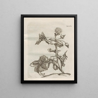 Maria Sibylla Merian - Der Raupen wunderbare Verwandelung und sonderbare BlumenNahrung Pl100.webp