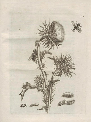Maria Sibylla Merian - Der Raupen wunderbare Verwandelung und sonderbare BlumenNahrung Pl101.webp
