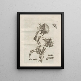 Maria Sibylla Merian - Der Raupen wunderbare Verwandelung und sonderbare BlumenNahrung Pl101.webp