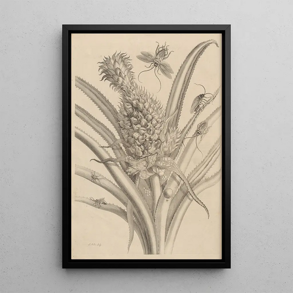 Dissertation on the generation and metamorphoses of insects from Suriname Pl01 - Maria Sibylla Merian — framed artwork on a wall