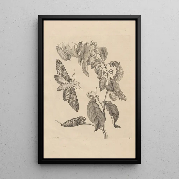 Dissertation on the generation and metamorphoses of insects from Suriname Pl03 - Maria Sibylla Merian — framed artwork on a wall