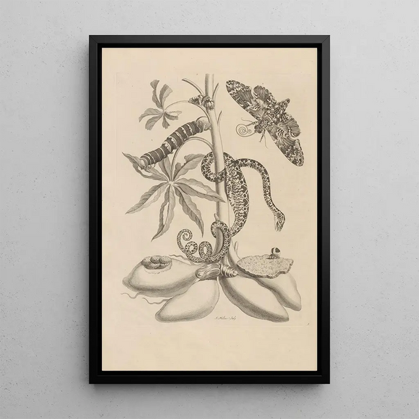 Dissertation on the generation and metamorphoses of insects from Suriname Pl05 - Maria Sibylla Merian — framed artwork on a wall