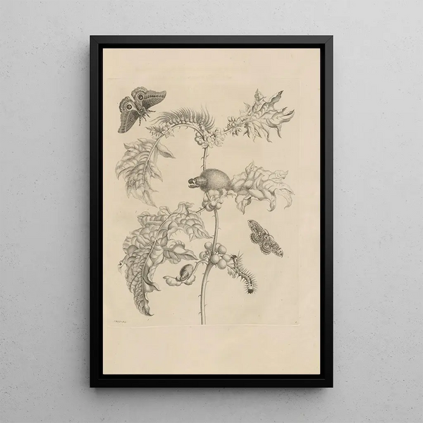 Dissertation on the generation and metamorphoses of insects from Suriname Pl06 - Maria Sibylla Merian — framed artwork on a wall