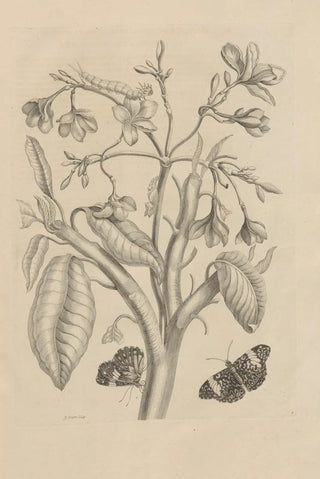 Maria Sibylla Merian - Dissertatio de generatione et metamorphosibus insectorum surinamensium Pl08.webp