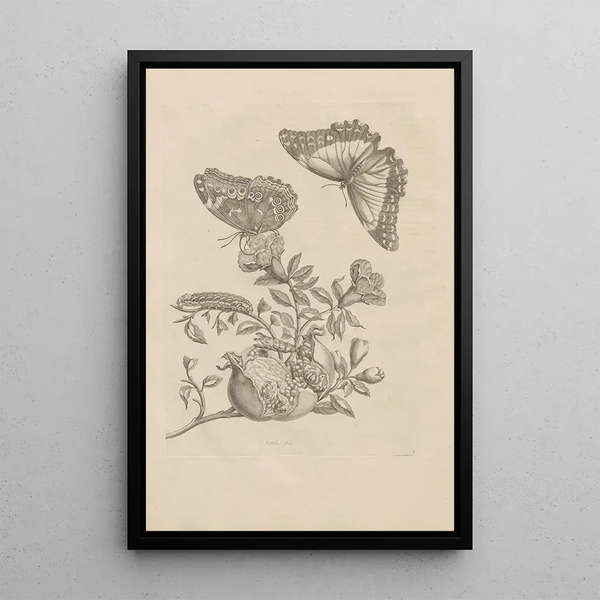 Dissertation sur la génération et les métamorphoses des insectes du Surinam Pl09 - Maria Sibylla Merian — framed artwork on a wall