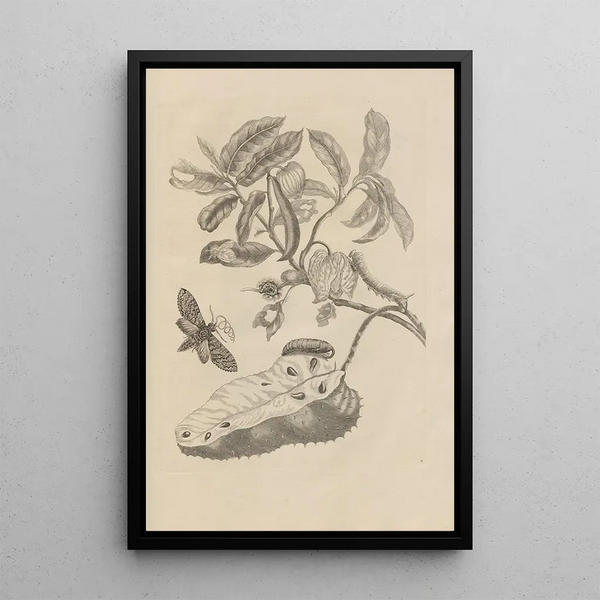 Dissertation on the generation and metamorphoses of insects from Suriname Pl14 - Maria Sibylla Merian — framed artwork on a wall