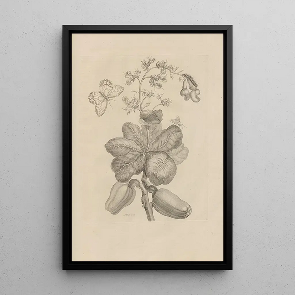 Dissertation on the generation and metamorphoses of insects from Suriname Pl16 - Maria Sibylla Merian — framed artwork on a wall