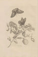 Dissertation sur la génération et les métamorphoses des insectes du Surinam Pl17 - Maria Sibylla Merian — artwork view