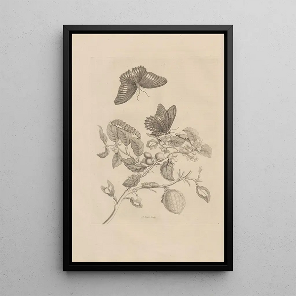 Dissertation sur la génération et les métamorphoses des insectes du Surinam Pl17 - Maria Sibylla Merian — framed artwork on a wall