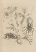 Dissertation on the generation and metamorphoses of insects from Suriname Pl18 - Maria Sibylla Merian — artwork view