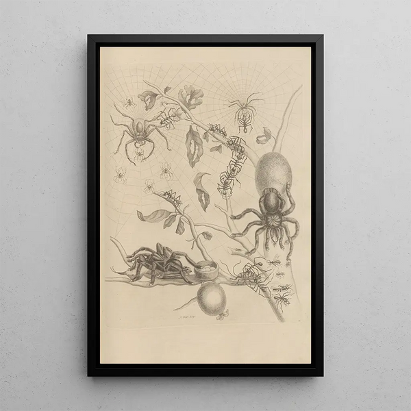 Dissertation on the generation and metamorphoses of insects from Suriname Pl18 - Maria Sibylla Merian — framed artwork on a wall