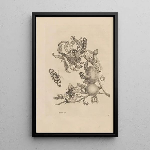 Dissertation sur la génération et les métamorphoses des insectes du Surinam Pl19 - Maria Sibylla Merian — framed artwork on a wall